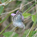 Tropical Checkered Skipper