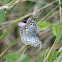 Tropical Checkered Skipper