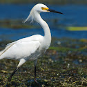 Snowy Egret