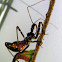 Common Assassin Bug. 4th Instar