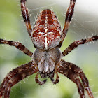 European garden spider