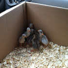 Guinea hen
