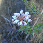 Grey Spider flower