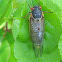 Pharaoh Cicada