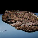 Peron's Tree Frog, Litoria peronii