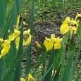 Invasive Species of Southeastern US