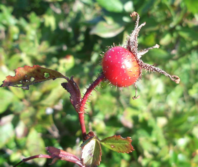Rosehip