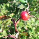 Rosehip