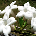 Stephanotis