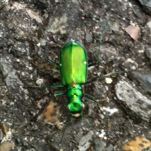 Spotting Image 1