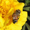 Red Dwarf Honey Bee