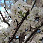 Japanese Cherry