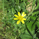 lesser celandine