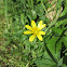 lesser celandine