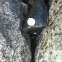 Barnacle