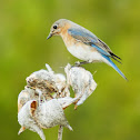 Eastern Bluebird (Female)