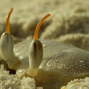 Horn-eyed ghost crab