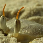 Horn-eyed ghost crab
