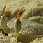 Horn-eyed ghost crab