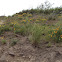 California Poppies