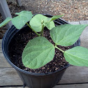 green bean (Tendergreen Improved)