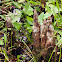 Bald Cypress Knees
