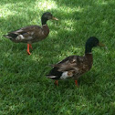 Mallard