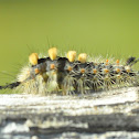 Rusty Tussock moth caterpillar