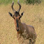 Red Hartebeest