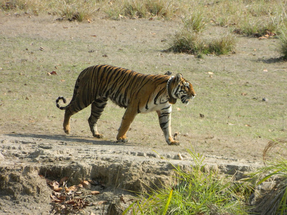 Spotting Image 1