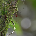 Daddy longlegs