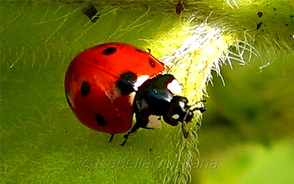 Spotting Image 1