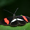 Erato Heliconian