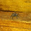 Unknown spotting