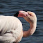 Greater Flamingo