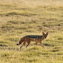 Side-striped jackal