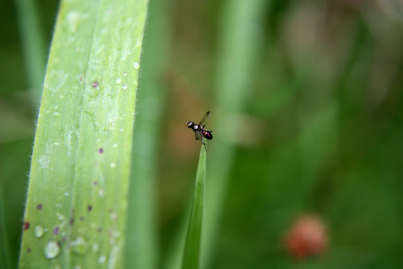 Spotting Image 1