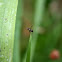 Lesser dung fly
