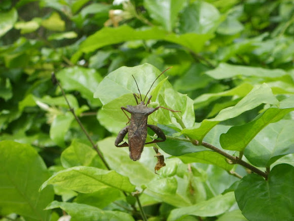 Spotting Image 1