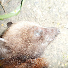 Golden Crowned Flying Fox