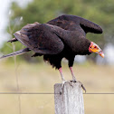 Lesser Yellow-headed Vulture