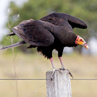Lesser Yellow-headed Vulture