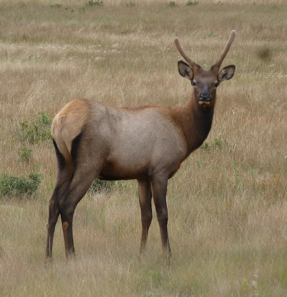 Spotting Image 1