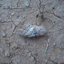 owl pellet