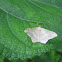 Geometrid Moth