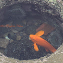 Garibaldi