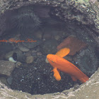 Garibaldi