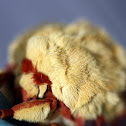 Saturniid Moth