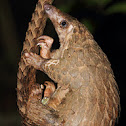 Tree Pangolin