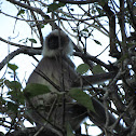 Gray Langur